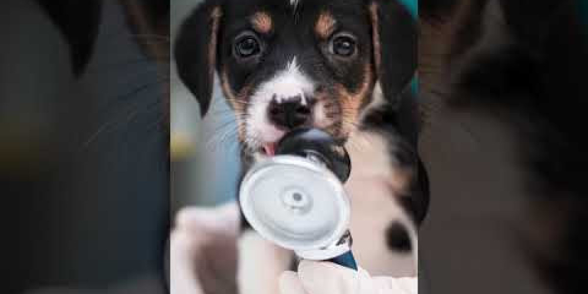 Handy Guide To Dog Blood Tests