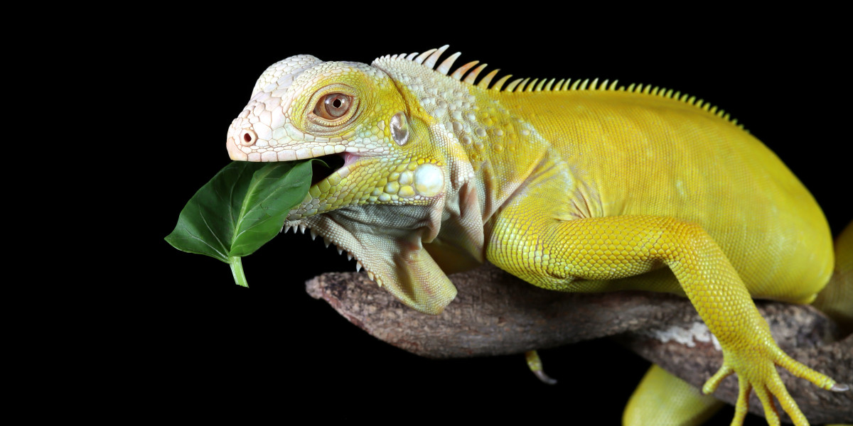 Why Proper Packaging Matters for Reptile Supplies