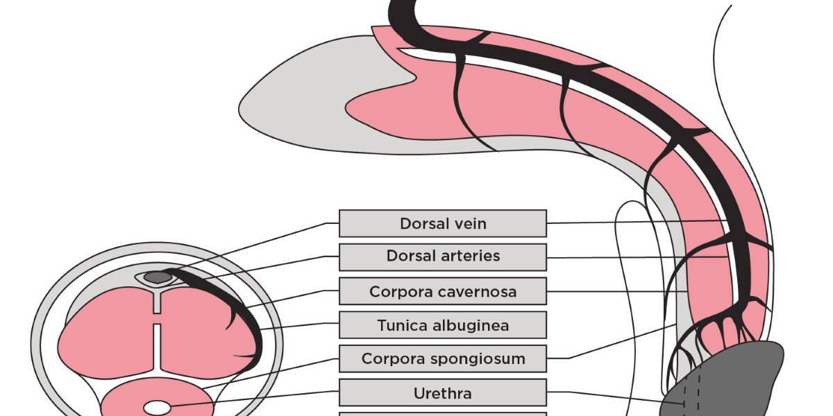 Cenforce D 160mg – The King of Performance Pills