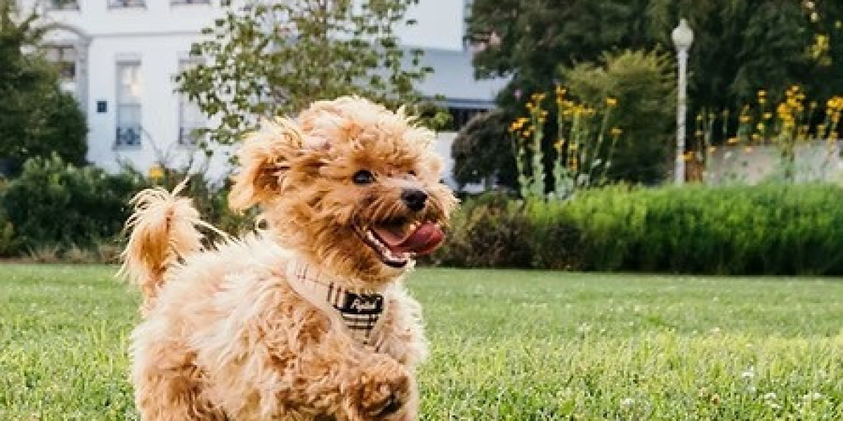 A Beginner’s Guide to Pet Care in Dubai