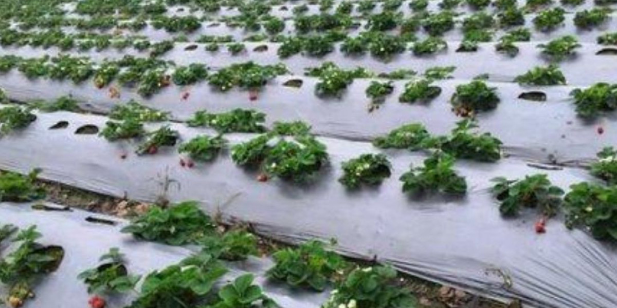 Mulch Film: Transforming Agriculture with Sustainable Solutions