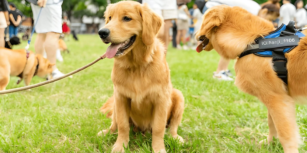 How Trainers at a Dog Training Academy in Chicago Handle High-Stress Dogs