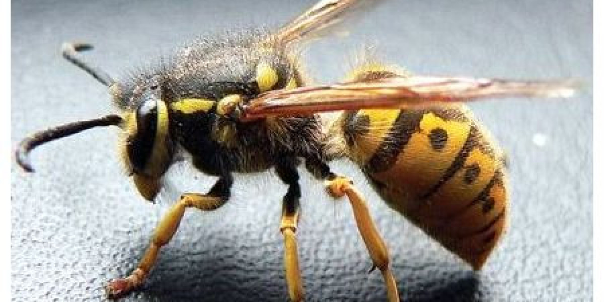 Safe Hive Removal Solutions for Protecting Your Home Quickly