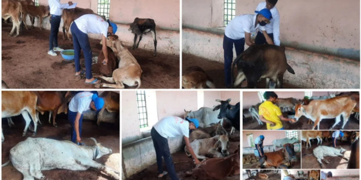 Cow Treatment & Rescue Support – Donate at Gau Chikitsa