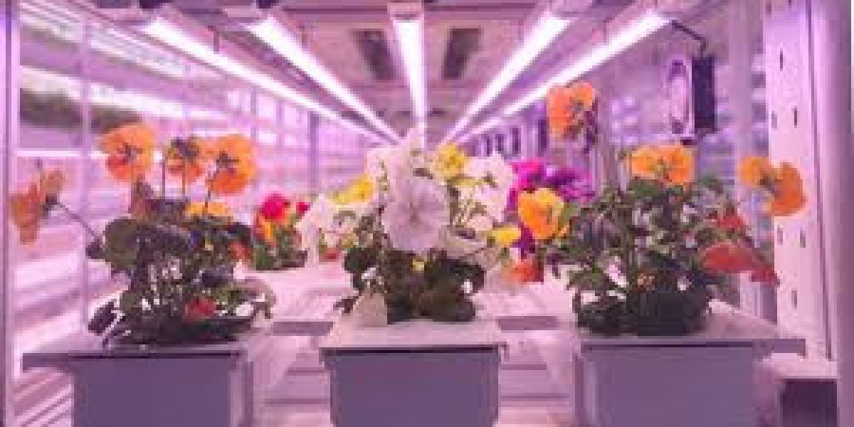 Hydroponic Flowers: A Revolutionary Way to Grow Blooms