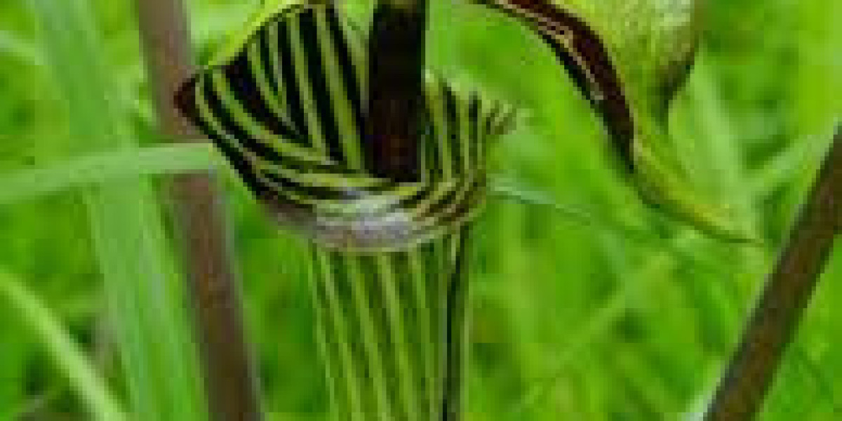 Jack-in-the-Pulpit Plant: A Fascinating Woodland Treasure for Your Garden