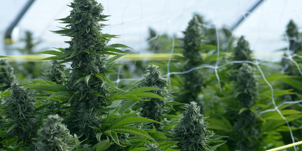 Cannabis Seed Banks & Genetics Research in the USA | Clone Conservatory