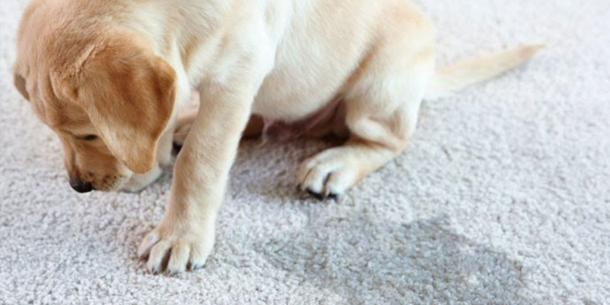 Pet Stain Removal Services in Topeka, KS: Keep Your Home Spotless